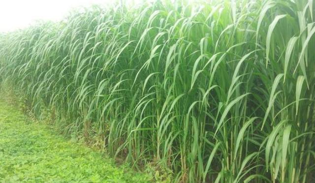  地上■亩产量可达十几吨，丢地上就能活砍掉还会继续长，却只能