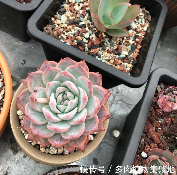 没有根系的多肉植物这样来养护,生根之后,简单