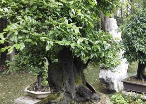  [年后]别养君子兰了，种“2种盆景”，2年后茎干“变粗”，增值“15倍”