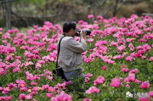 『观赏时间』全部免费!千亩芍药、500亩油牡丹花开成海… 周末约起