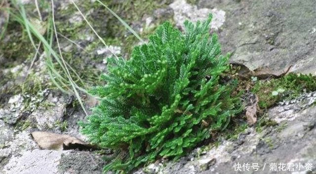  [人称]人称“九死还魂草”，生命力强，且价值珍贵，农村见到，