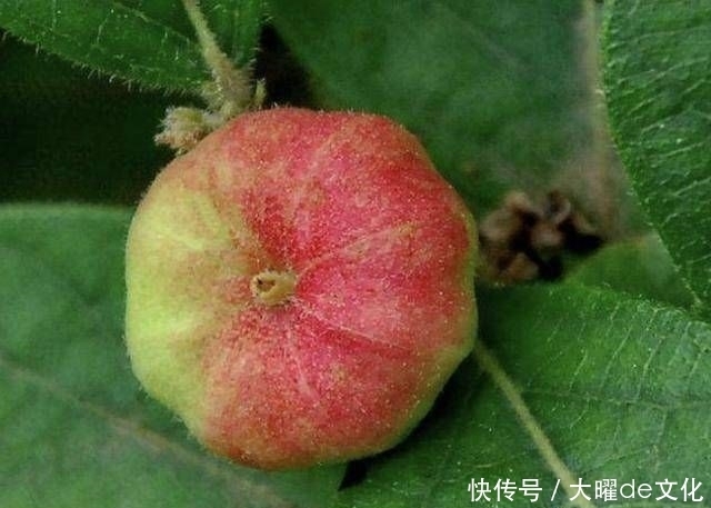  果子@“1种果子”常被忽视，人称“算盘子”，如今1斤“10元”不好买！