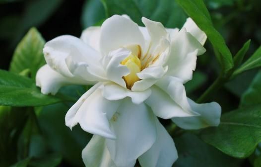  栀子花|栀子花开，喝点“自制水”，花芽不停蹿，花朵一开“满盆旺”