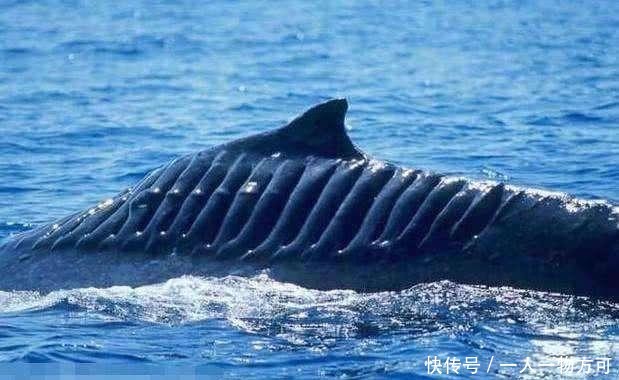  「出海」为何辽宁舰每次出海，后面都要跟一群鲨鱼？真相让人难以接受