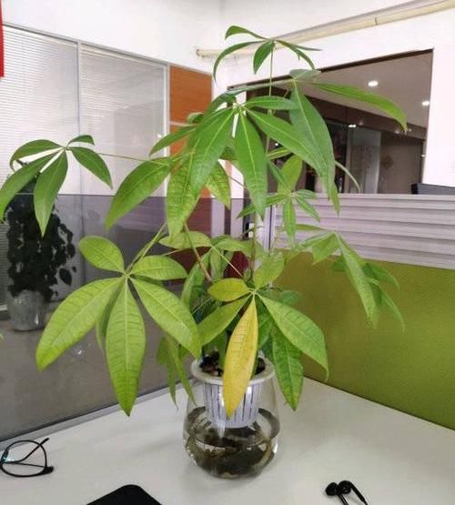 养好:养好发财树,这几个“细节”要注意,不能疏忽,小心黄叶子
