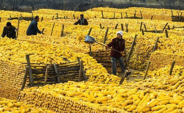  【玉米】提个醒：又到收玉米时候了，农民在地里卖玉米提防地秤