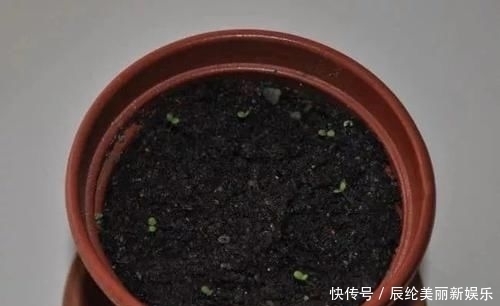 「草莓盆栽」摘来的草莓水果还能用来播种,很快就能开花结果