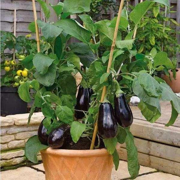  西红柿：这几种蔬菜，种在花盆里，一年四季吃不完的菜，真好