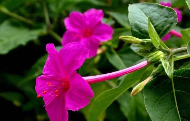  「很漂亮」3种花是花中劳模,一年四季开花不断,花大色艳很漂亮,谁养谁爱