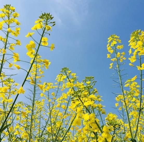  「春风」发现春天：三月的油菜花