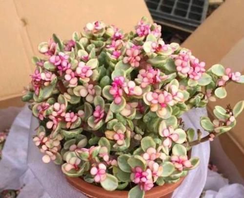  [更肥]雅乐之舞不难养，4个“细节”掌控好，叶子更肥更漂亮