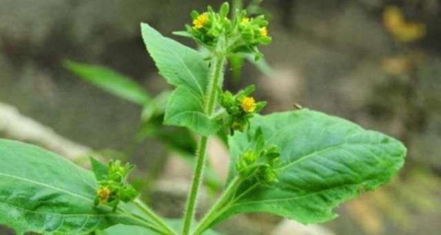  「喜欢」农村一种喜欢粘人的野草，人称“豨签草”，却是祛风湿