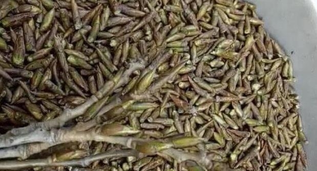 杨树芽成了“宝”，一斤高达几十元，到底有什么大用途？
