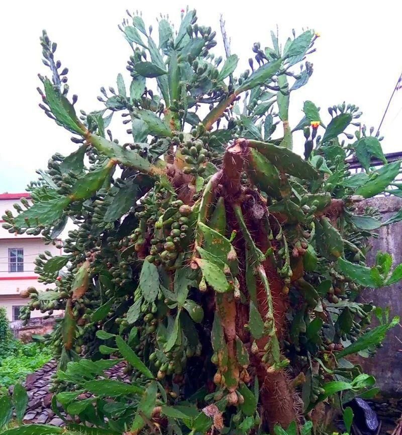  【慎养】这花要慎养，每年砍掉3麻袋，照样蹭蹭长！