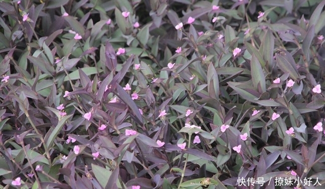  [发家致富]农村常见的植物，开出紫色花，如今农民靠它发家致富