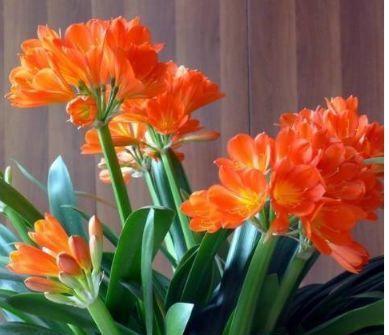 「适合」5种花适合夏天养,开花爆盆花期长,繁花似锦,花色美轮美奂