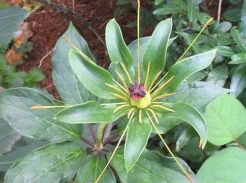  七叶：阴凉的竹林里，有1种“七叶莲”珍贵，植株值钱，堪比“金线莲”