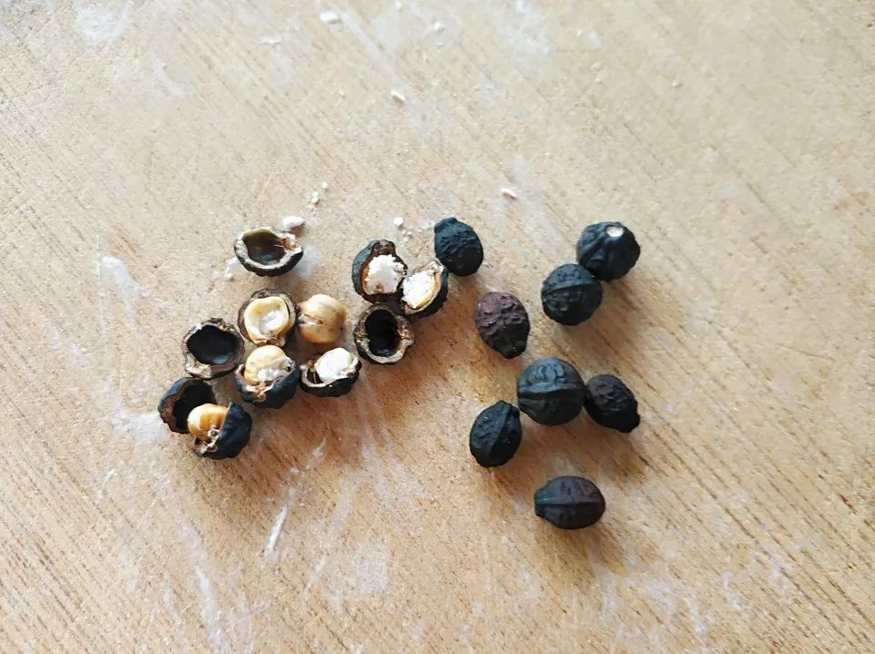 农村一种驱蚊野花，农村娃常把果实当玩具，却不知价值真的好高