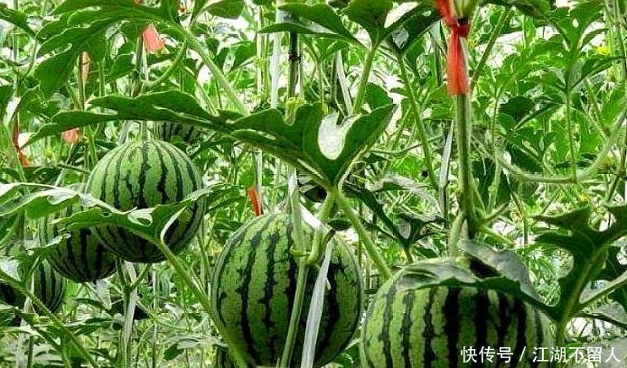  「农妇」5旬农妇种出彩虹西瓜，现在每亩收入6万元，从此走上致