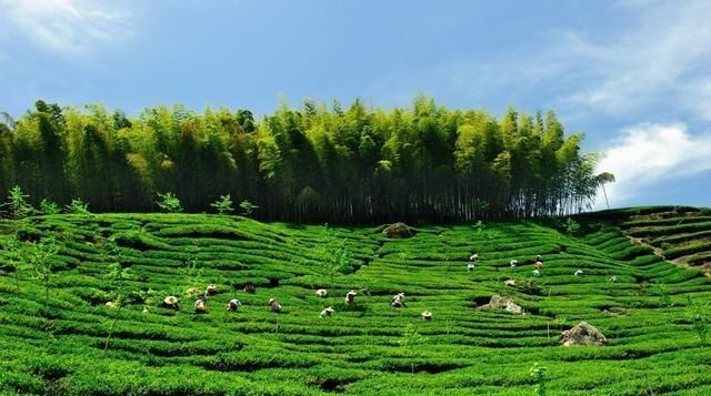  生物除草剂：地栽防止杂草生长，用什么办法好？