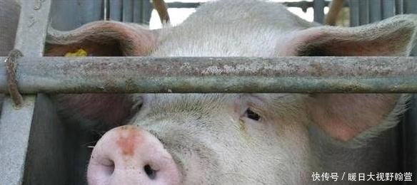 养猪最忌讳的4大点，千万不要碰，否则钱很难赚，绝对值得收藏