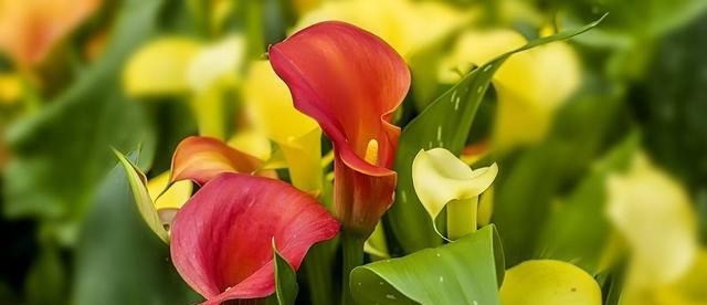  『漂亮』喜欢在家里养花,那就养盆花大色艳的,开花漂亮绚烂夺目,美极了