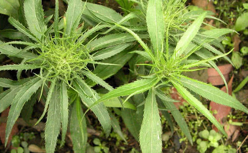 农村山上这种野生植物，身上毛糙，农民见到就砍，如今价值珍贵