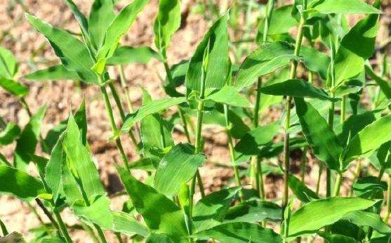  「帝王」乡下似竹子的野草，以前认为是无用杂草，殊不知是珍贵