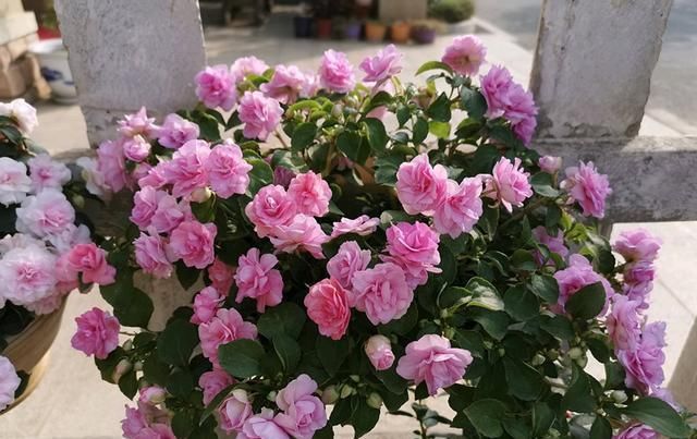  【漂亮】这几种漂亮花，开花像玫瑰，仙气十足爱爆盆，美翻庭院和阳台