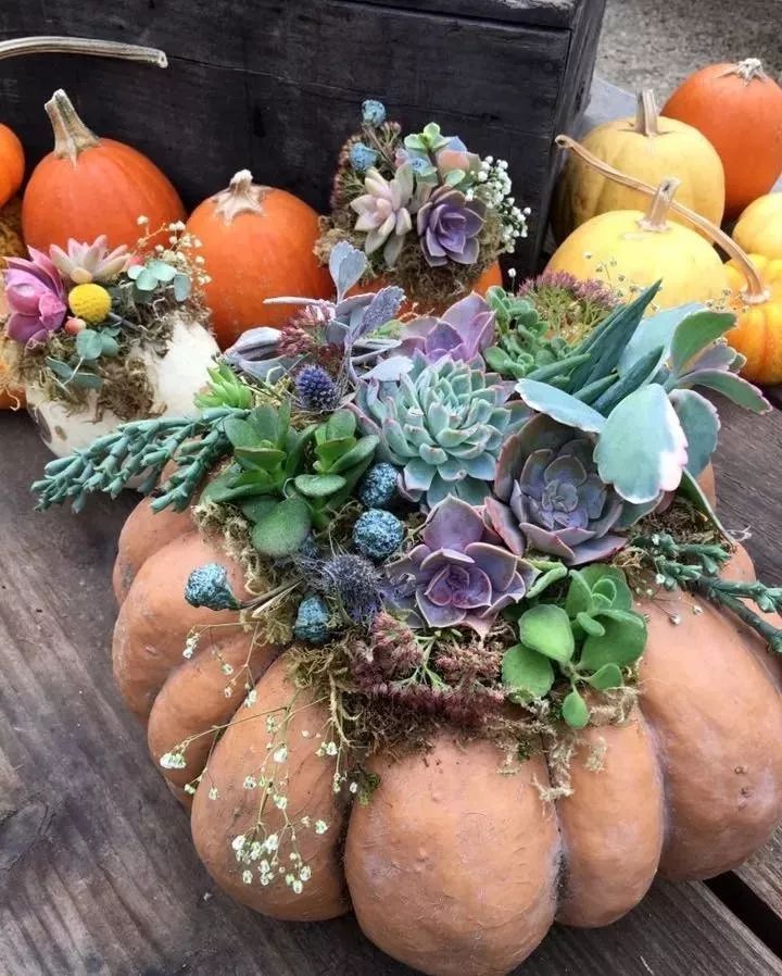 种满多肉的小院，原来比花园还美！