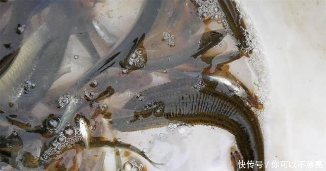  【众人】农村大集现“吸血水生物”，众人吓得往后退，鱼贩却拿它当宝贝