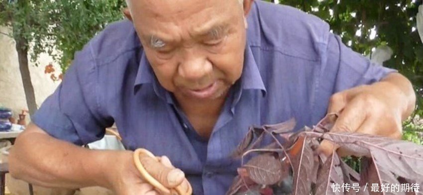  #老翁#山东八十岁老翁发明新水果