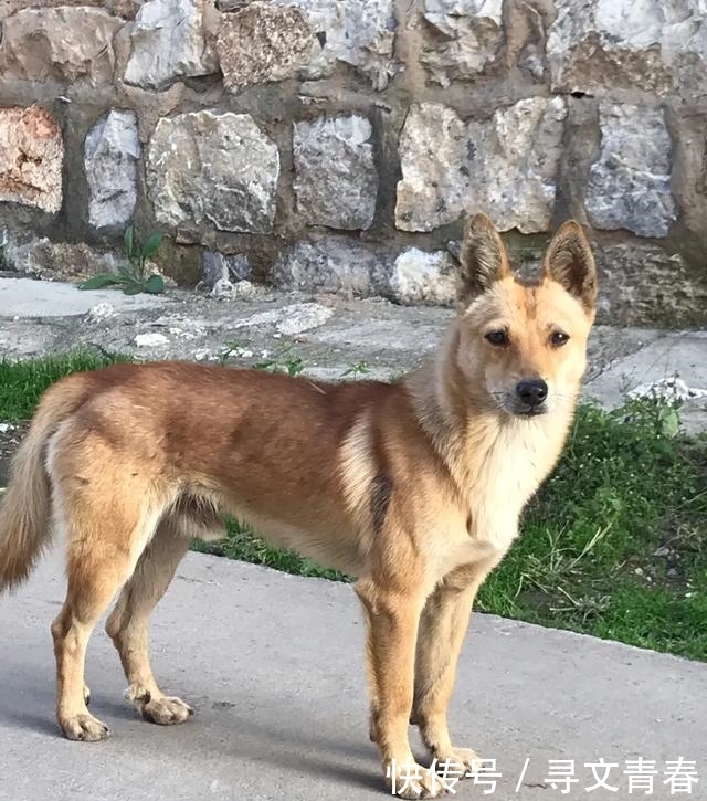  [生活]农村的住房是什么样的？