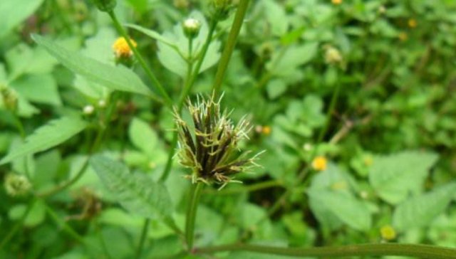  「良药」让农民爱恨交织的野草，衣服一沾到就难拔掉，却又是一