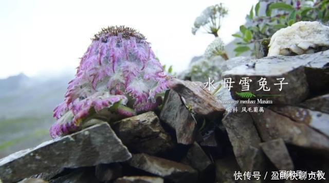 这部纪录片央视发力了,每一帧都可以当壁纸,BBC也无法超越