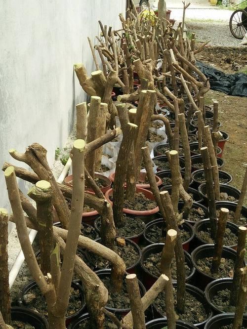 「路边」这两种植物,路边掐根枝条,回家自己扦插,把花园“搬”回家