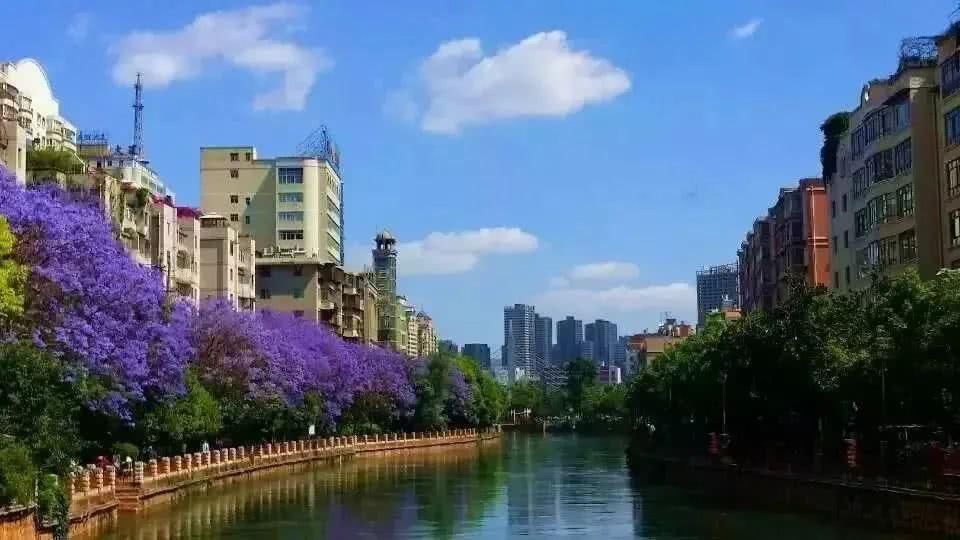  盘龙江畔■最美五月天！“云”欣赏毕业花蓝花楹