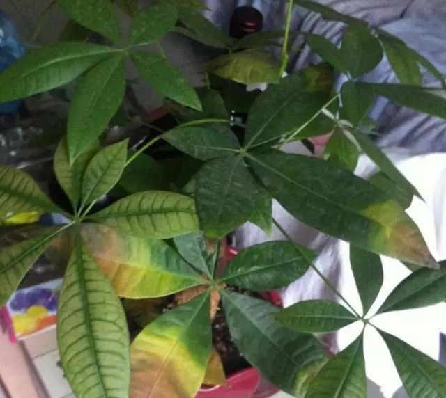  摆放：夏季发财树叶子总是发黄不好养？4个小妙招，帮你解决问题！