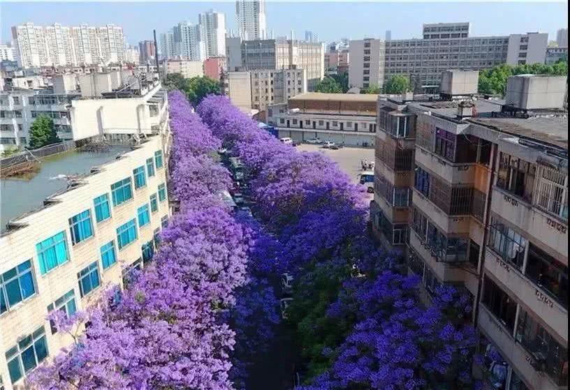  盘龙江畔■最美五月天！“云”欣赏毕业花蓝花楹