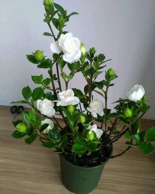  [栀子花]栀子养护小常识，栀子花喜欢湿润，搭配酸性土，栀子长的旺