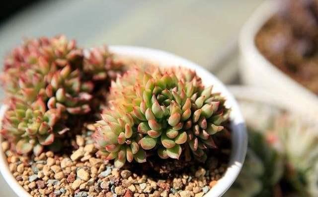  『光照』女雏是景天科拟石莲花属的多肉植物，女雏，容易长侧芽爆盆的多肉植物
