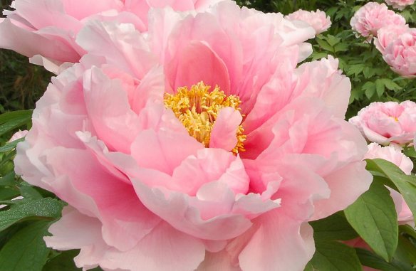  『不妨』天热养花总养死，不妨试试这些花草，叶子油绿开花美，晒晒就爆盆