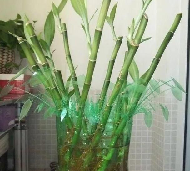  「剪剪」好看的花盆太贵怎么办？自己动手剪剪塑料瓶，既能省钱又贼漂亮