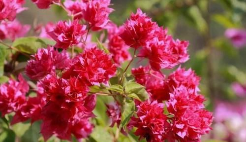  红色：喜欢养花，推荐此4款，花色艳丽灿烂无双，花香幽香暗淡