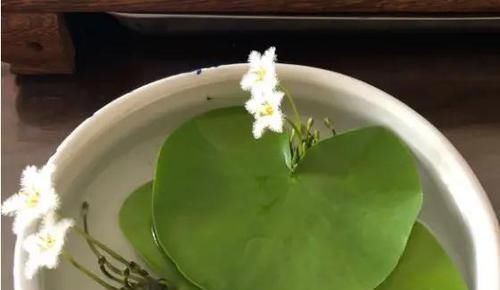  『即可』此花只有一片叶，花开如羽毛，见水即可活！