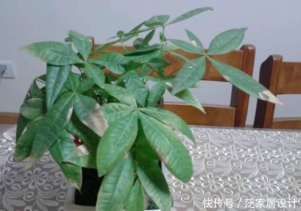 寓意@养花若为了''招财'',就居家盆栽3款植物,颜值高、寓意好