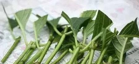  春天@春天，“扦插”花卉植物，这“4个要点”做到位，保证100%生根！