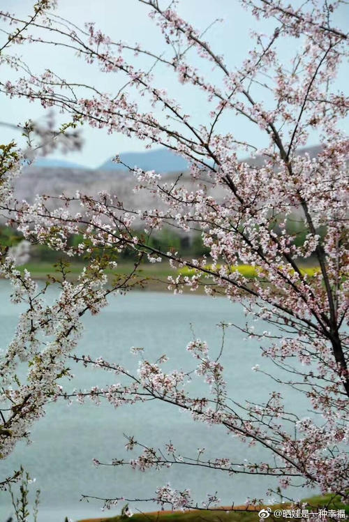 在贵州私藏的人间仙境里，做一场6000亩的樱花梦