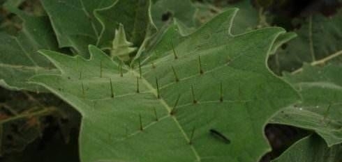 这种植物，蛇一见到就跑，价值非常珍贵，农民叫它“蛇不过”