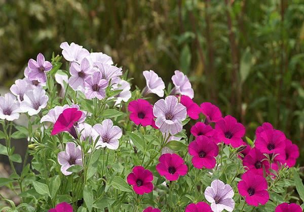  「矮牵牛的繁」这两种花都叫“牵牛花”，却一个“高”一个“矮”